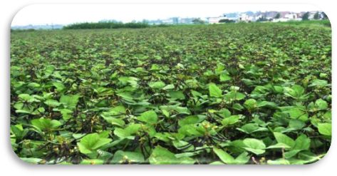 PDM 139 (Samrat) crop stand