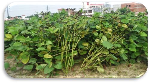 IPM 99-125 (Meha) crop stand