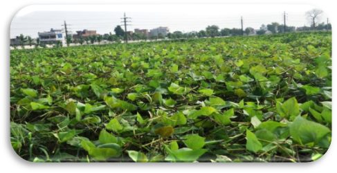 IPM 02-3 crop stand