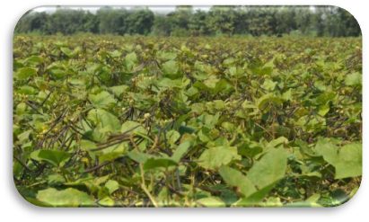 IPM 2-14 crop stand