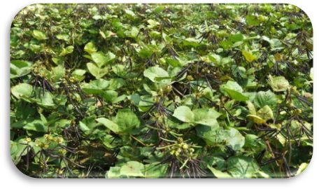 IPM 205-7 (Virat) crop stand