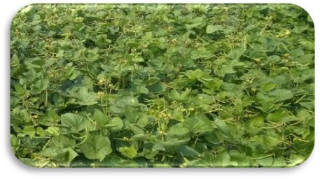 IPM 410-3 (Shikha) crop stand