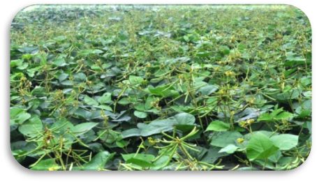 IPM 2014-9 (Varsha) crop stand