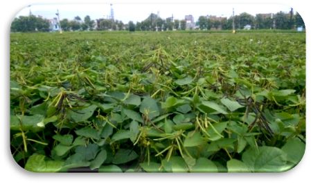 IPM 302-2 (Kanika) crop stand