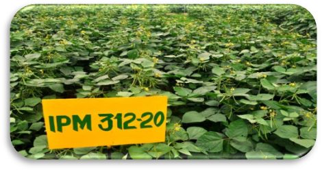 IPM 312-20 (Vasudha) crop stand