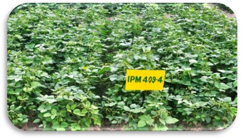 IPM 409-4 (Heera) crop stand