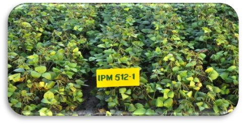 IPM 512-1 (Soorya) crop stand