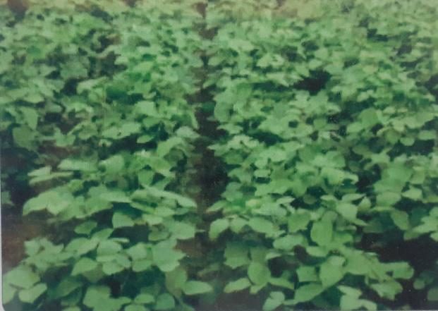 PDU 1 (Basant Bahar) crop stand
