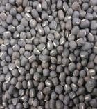 PDU 1 (Basant Bahar) seed