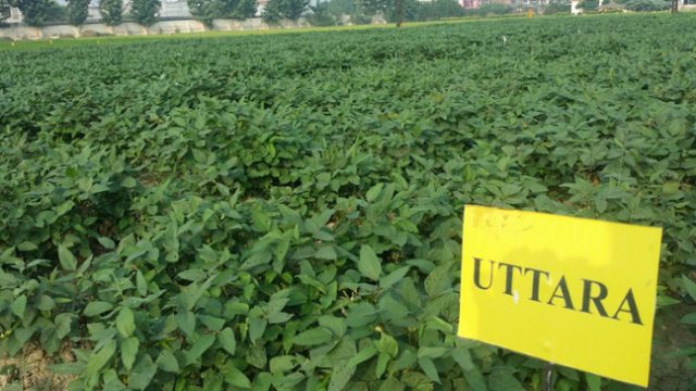 IPU 94-1 (Uttara) crop stand
