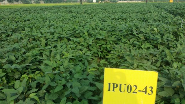 IPU 02-43 crop stand