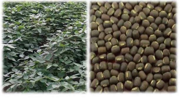 IPU 11-02 crop stand