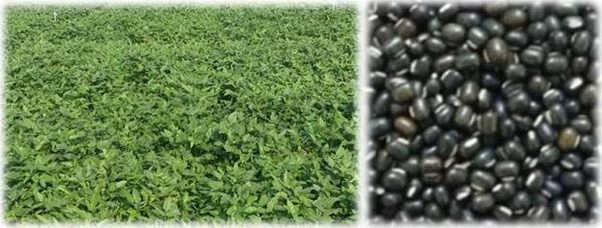 IPU 10-26 crop stand
