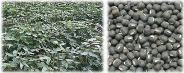 IPU 13-1 crop stand