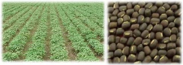 IPU 17-1 crop stand