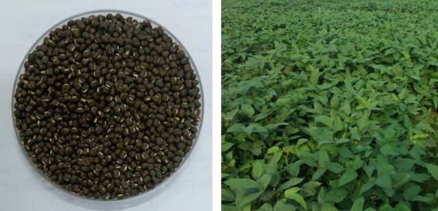 IPU 19-10 (Narmada) crop stand