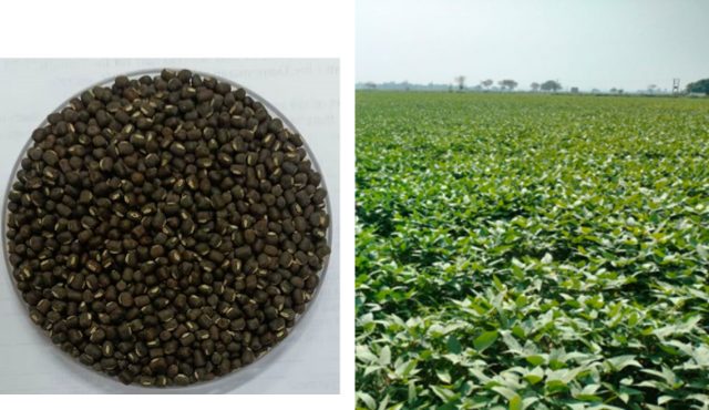 IPU 17-2 (Dristi) crop stand