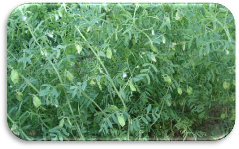 DPL 15 (Priya) crop stand