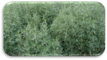 DPL 62 (Sheri) crop stand