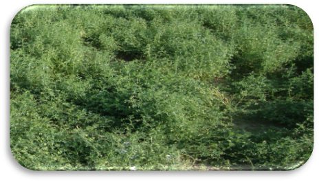 IPL 406 (Angoori) crop stand