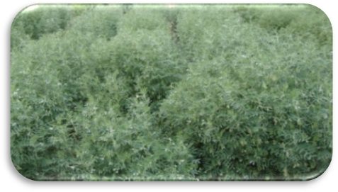 IPL 316 crop stand