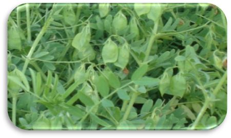 IPL 526 crop stand