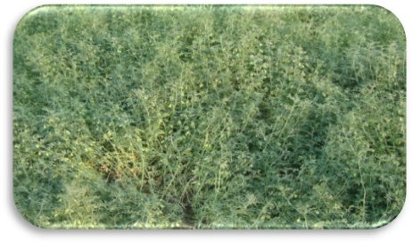IPL 220 (Biofortified variety) crop stand