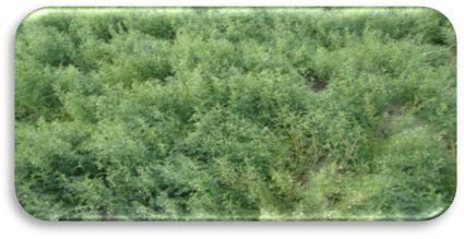 IPL 321 crop stand