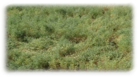 IPL 315 crop stand