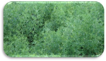IPL 225 crop stand