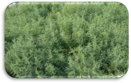 IPL 329 crop stand