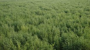 IPL 341(Jagrati) crop stand