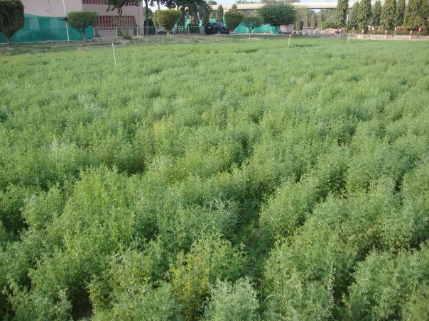 IPL 342 (Uttam) crop stand