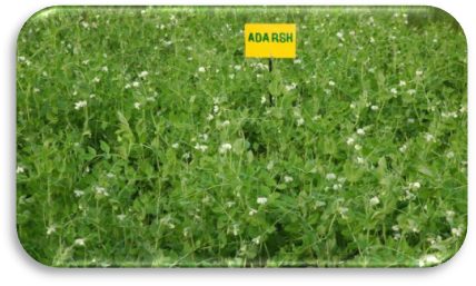 IPF 99-25 (Adarsh) crop stand