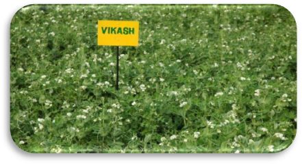 IPFD 99-13 (Vikas) crop stand