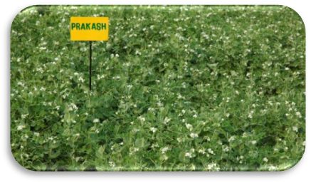 IPFD 01-10 (Prakash) crop stand