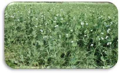 IPF 05-19 (Aman) crop stand