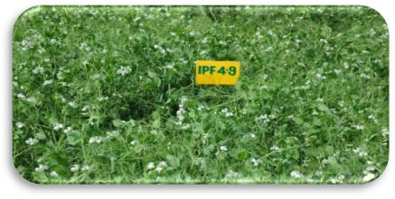 IPF 04-9 crop stand