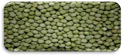 IPFD 10-12 (Green seed) crop stand