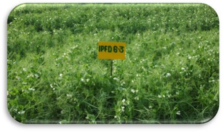 IPFD 6-3 crop stand