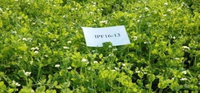 IPF 16-13 (Harit, Green seed) crop stand