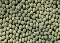 IPF 16-13 (Harit, Green seed) seed