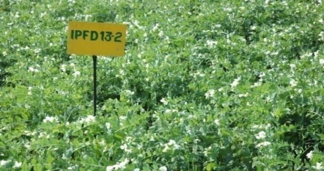 IPFD 12-8 (Aakash) crop stand