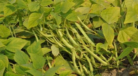 PDR 14 (Uday) crop stand
