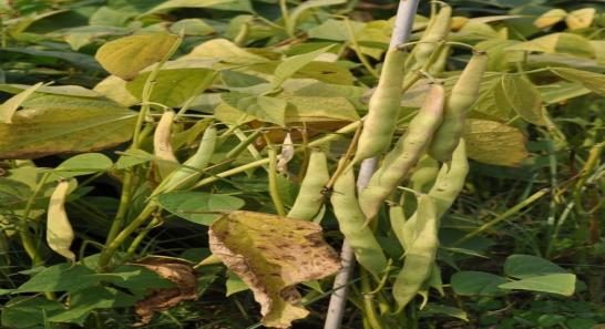 IPR 96-4 (Amber) crop stand