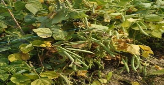IPR 98-5 (Utkarsh) crop stand
