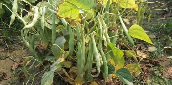 IPR 98-3-1 (Arun) crop stand