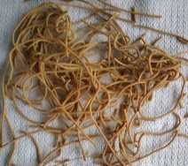 Noodles