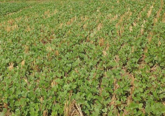 Summer mungbean grown under zero tillage