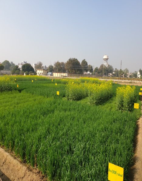 Conservation agriculture trial in a pulse-based system